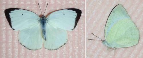 Réf. 231 810 : Catopsilia pyranthe